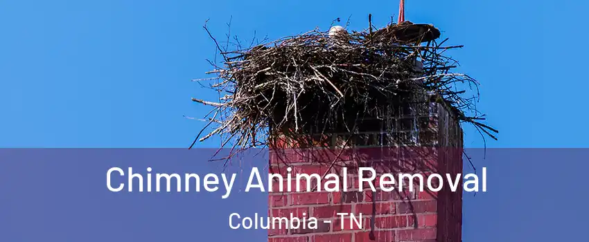 Chimney Animal Removal Columbia - TN