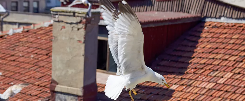 Residential Chimney Animal Removal Solution in Columbia, TN